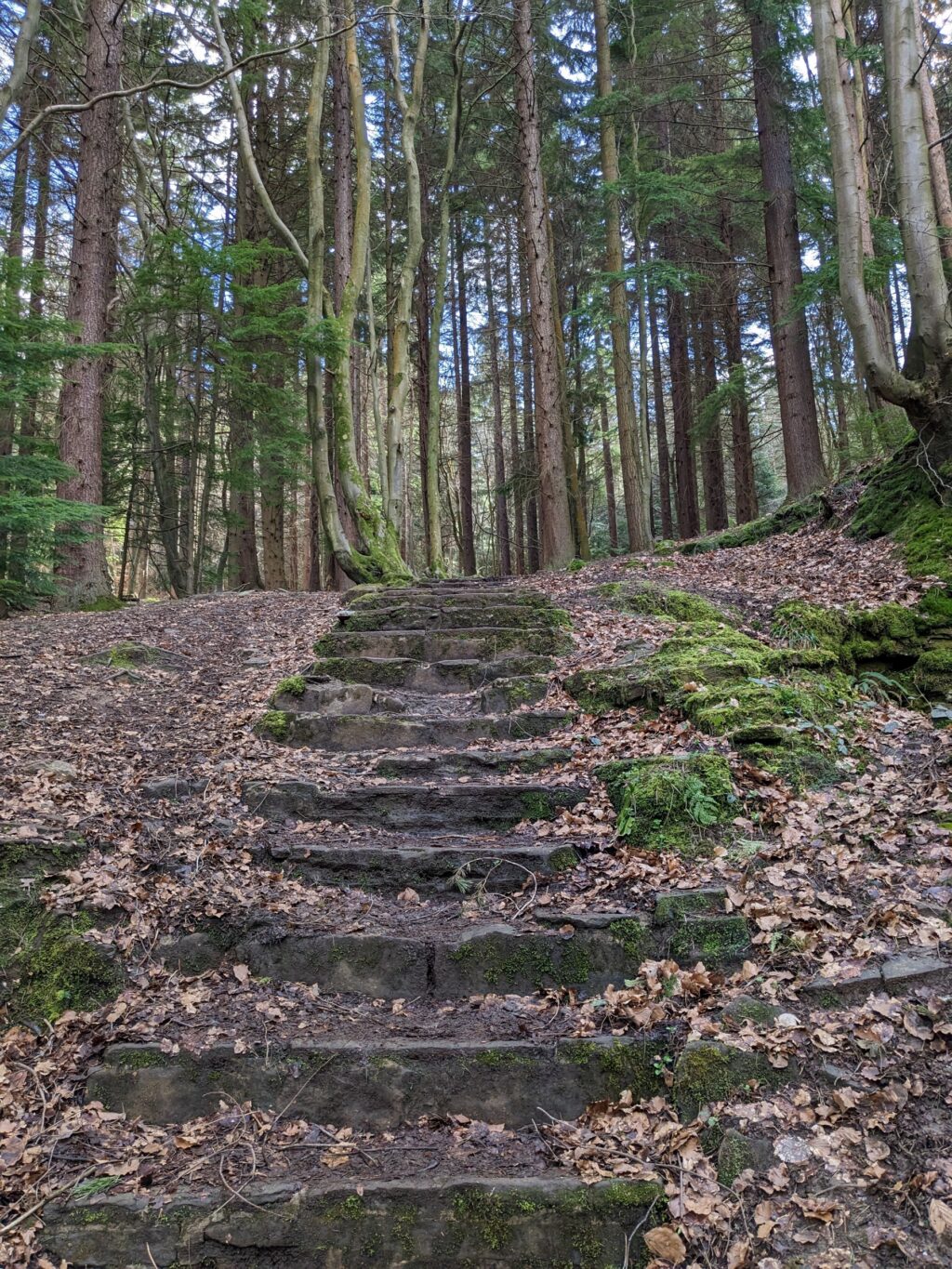 Eine Folge flacher, moosbewachsener Steinstufen führt durch einen menschenleeren Wald.