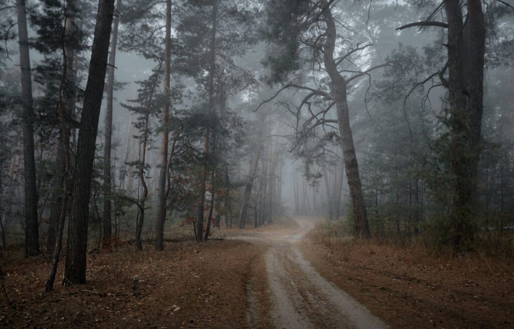 Ein unbefestigter Weg führt zwischen hohen Bäumen in den Nebel.